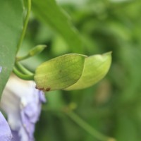 Thunbergia grandiflora (Roxb. ex Rottler) Roxb.